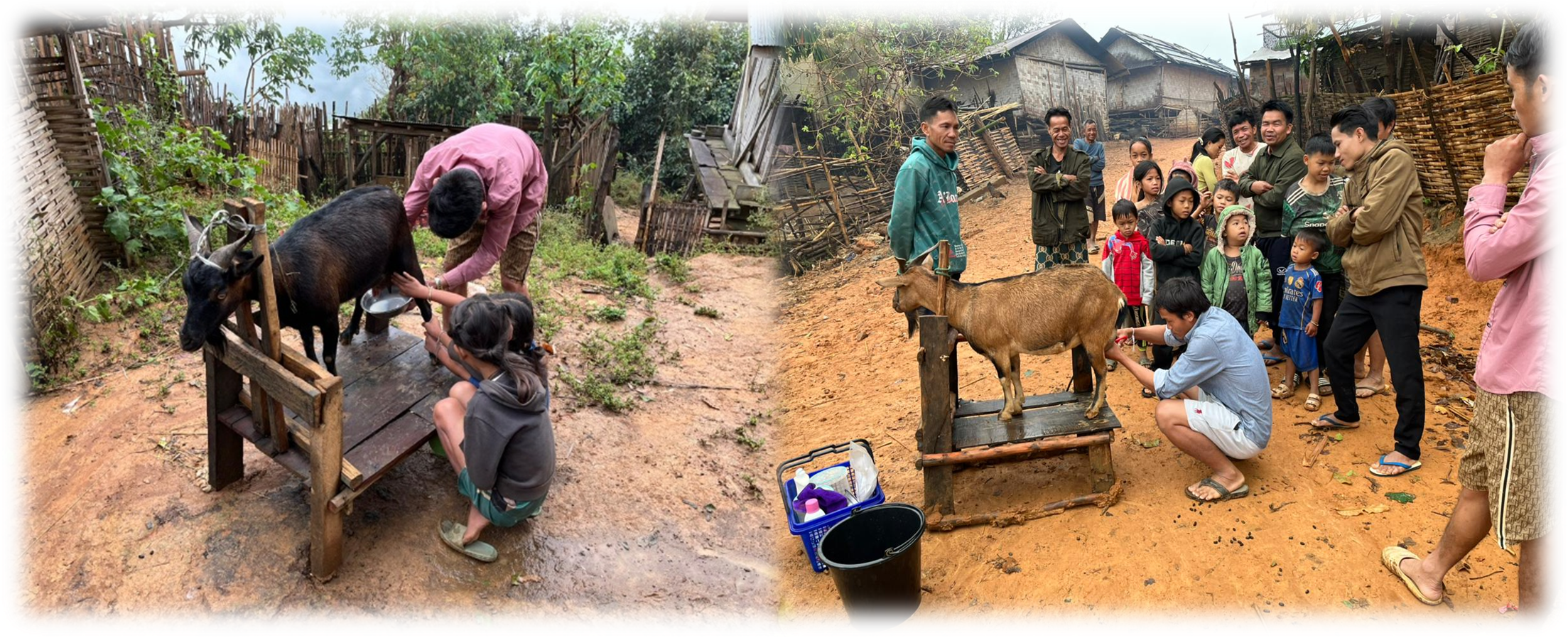Goat dairy