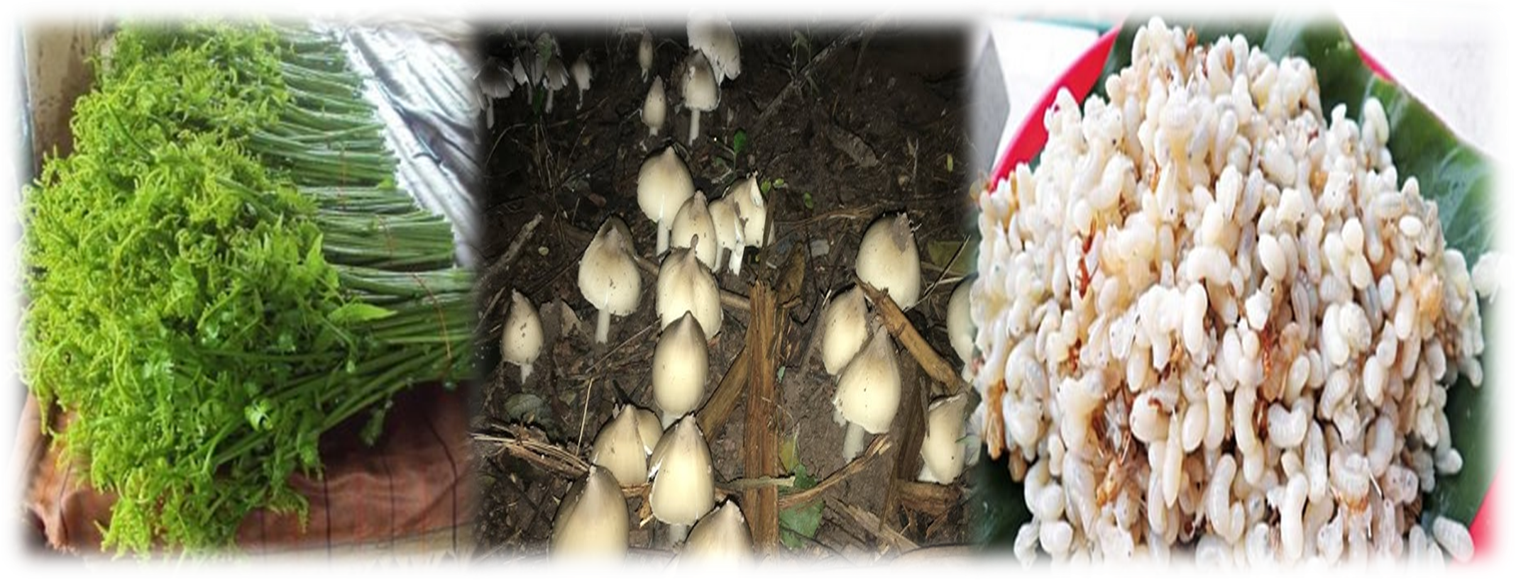 Wild food
